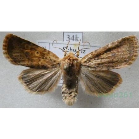 Conistra rubiginea (Denis & Schiffermüller, 1775) Porożnica rudnica Schweiz34k